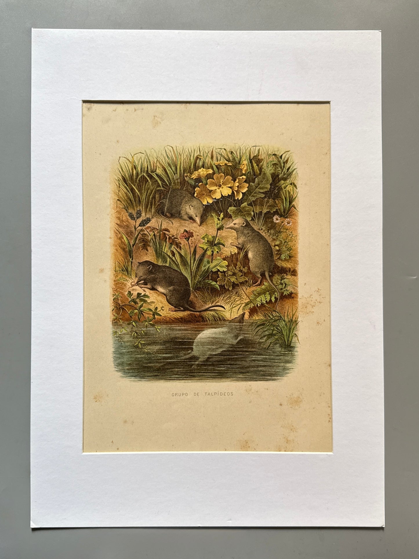 Cromolitografía zoología, topos - Historia Natural, Montaner y Simón 1876