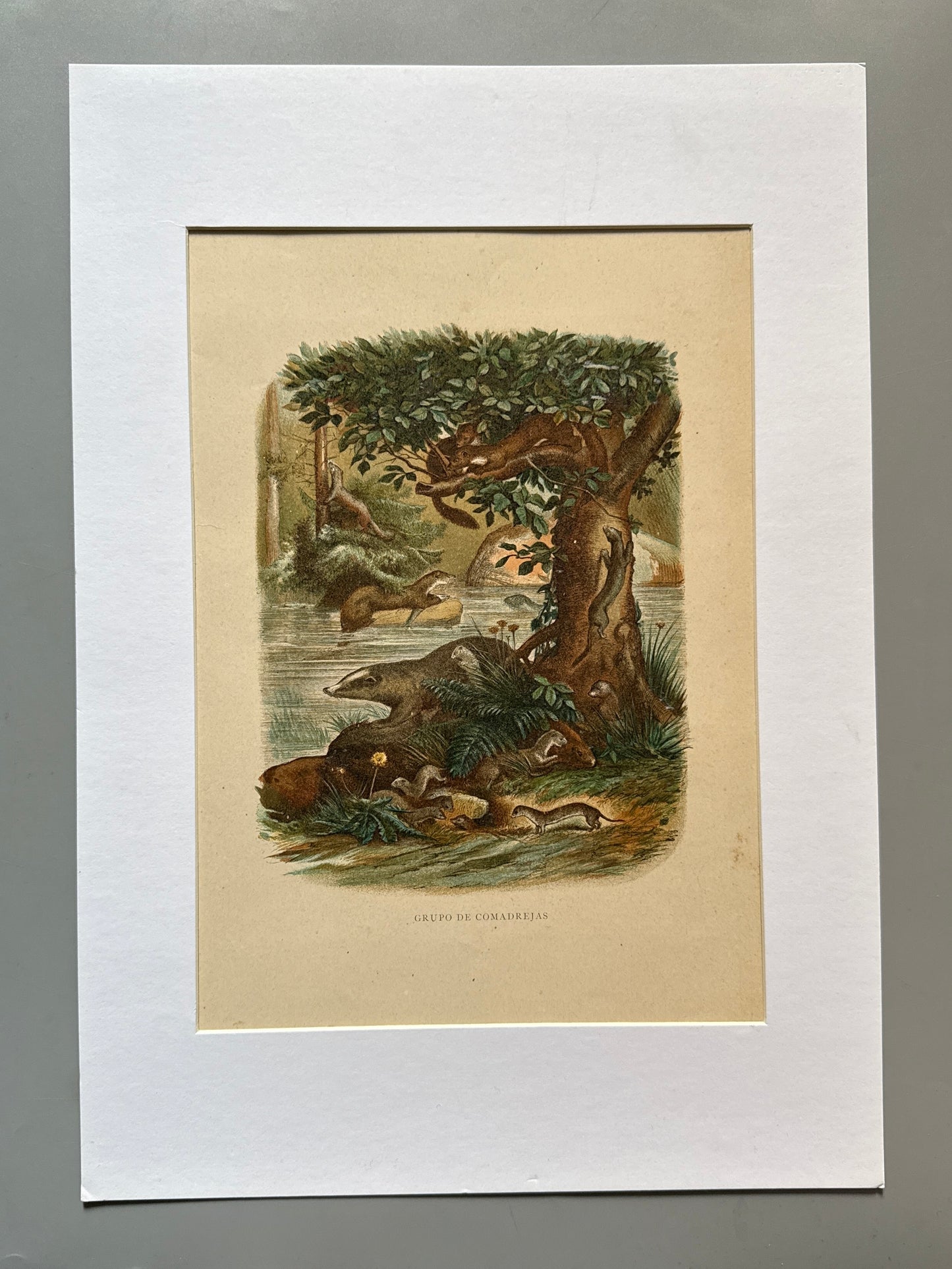 Cromolitografía zoología, comadrejas - Historia Natural, Montaner y Simón 1876
