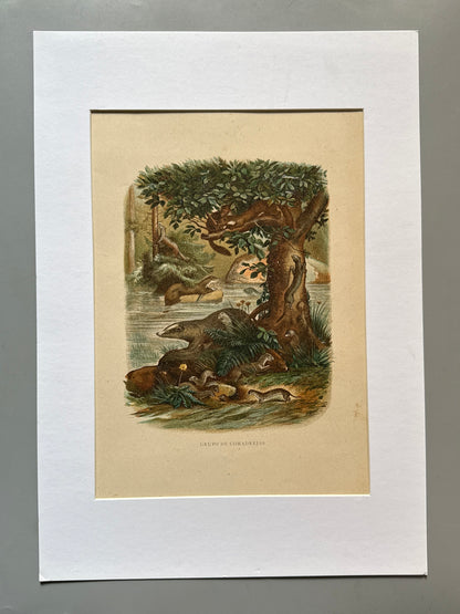 Cromolitografía zoología, comadrejas - Historia Natural, Montaner y Simón 1876