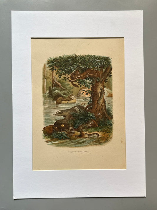 Cromolitografía zoología, comadrejas - Historia Natural, Montaner y Simón 1876