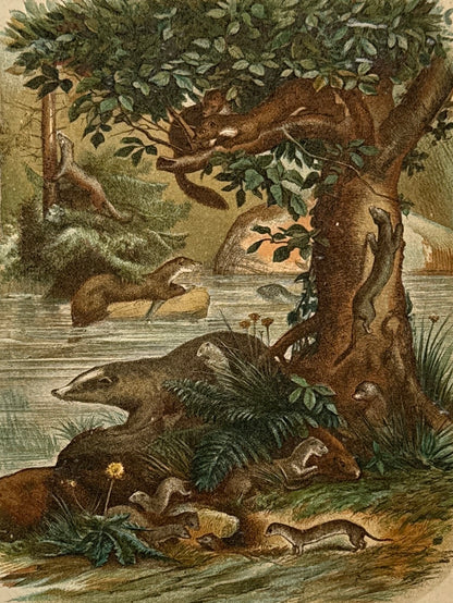 Cromolitografía zoología, comadrejas - Historia Natural, Montaner y Simón 1876