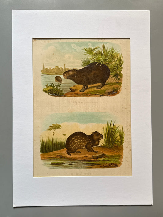 Cromolitografía zoología, capibara y paca pardo - Historia Natural, Montaner y Simón 1876