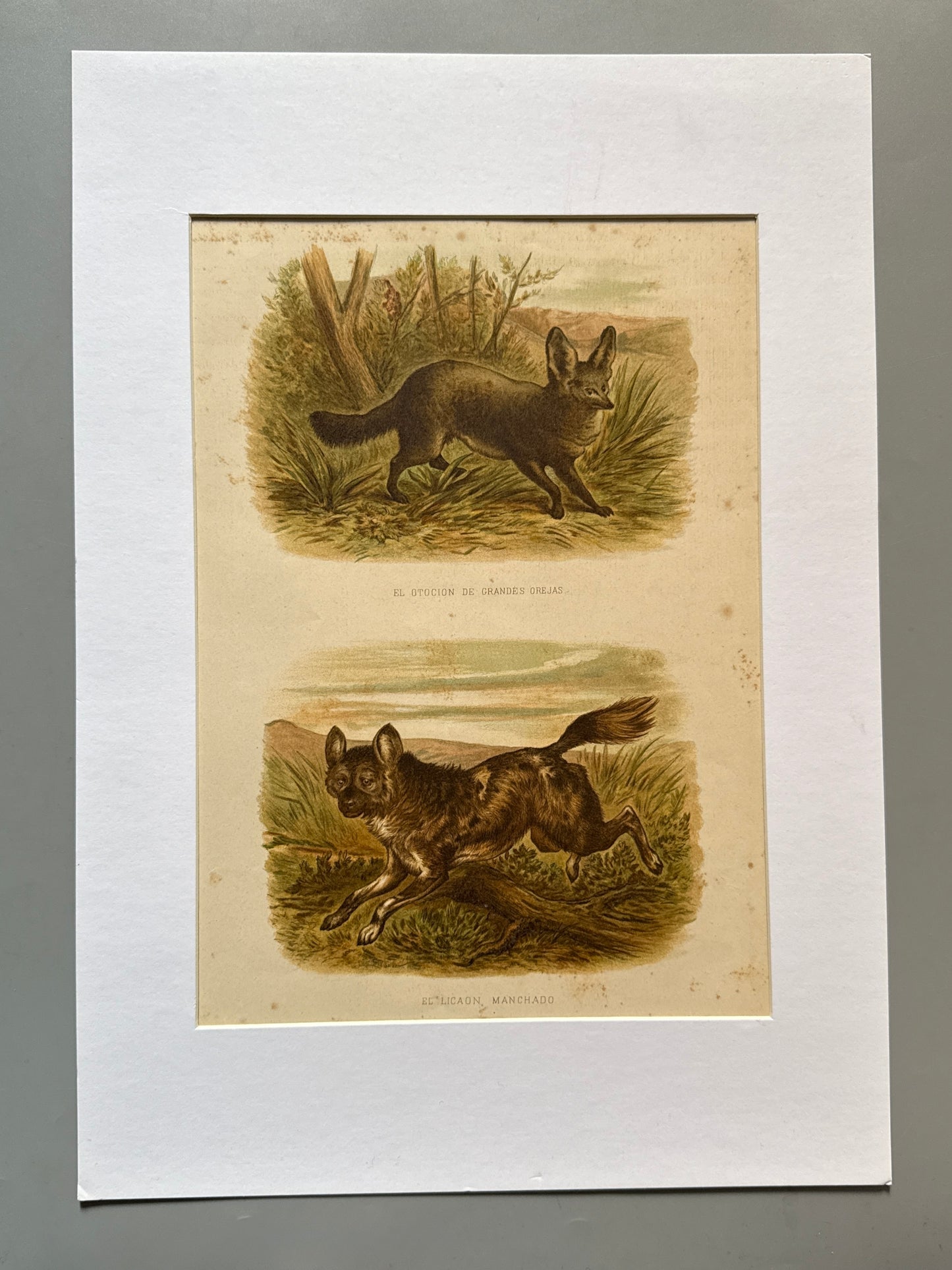 Cromolitografía zoología, otoción y licaón - Historia Natural, Montaner y Simón 1876