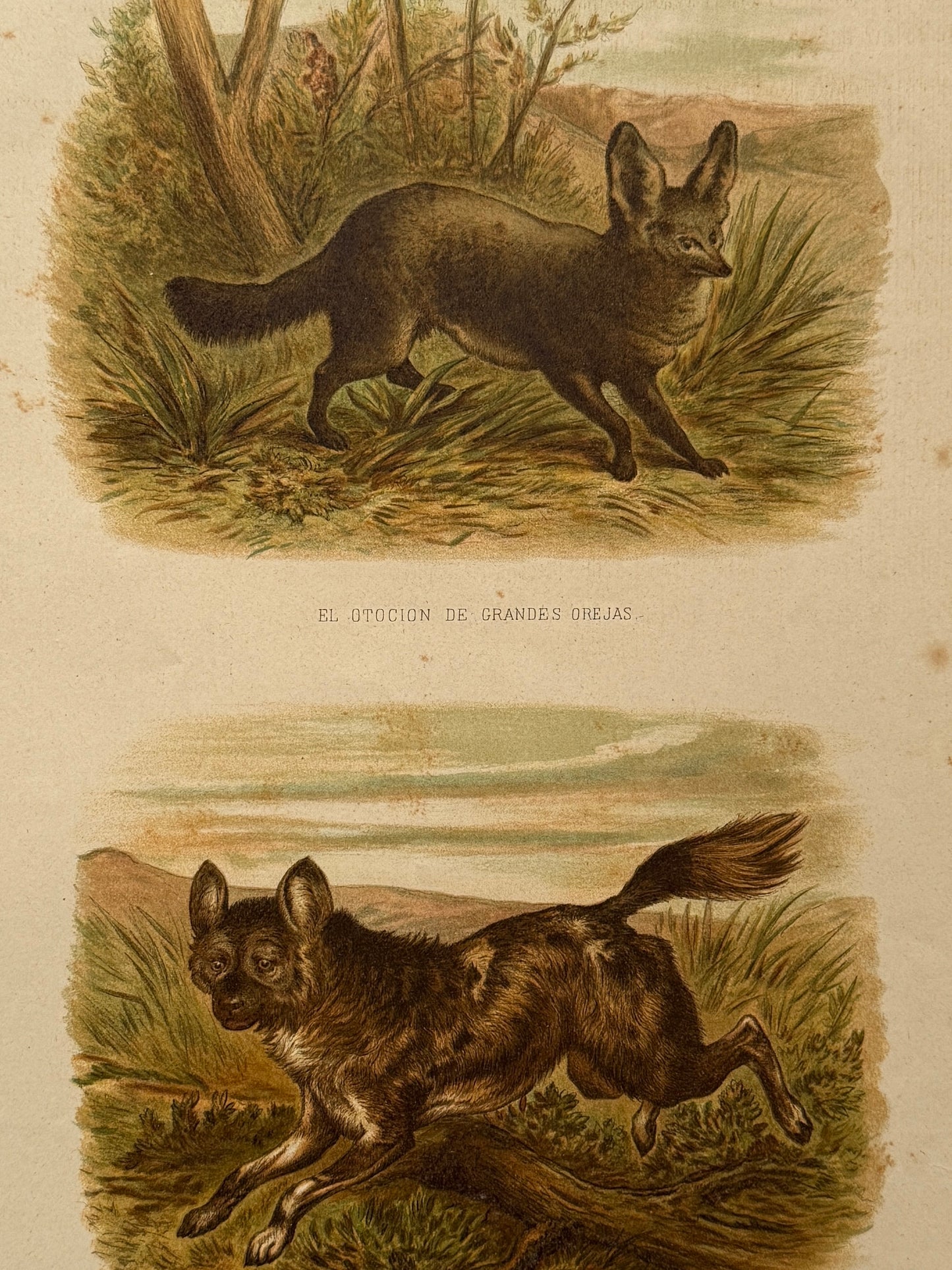 Cromolitografía zoología, otoción y licaón - Historia Natural, Montaner y Simón 1876