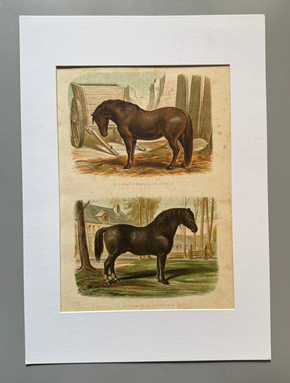 Cromolitografía zoología, caballos - Historia Natural, Montaner y Simón 1876