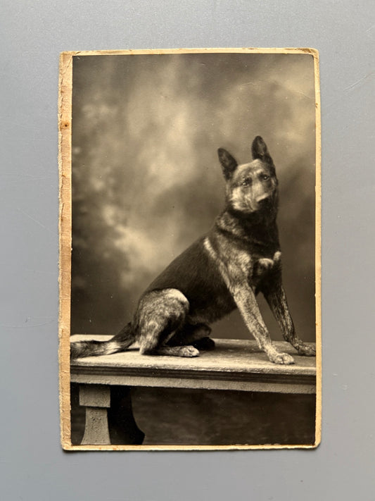 Fotografía antigua de un perro (pastor alemán) - Fotografía Modern-Styl Ernest, ca. 1915