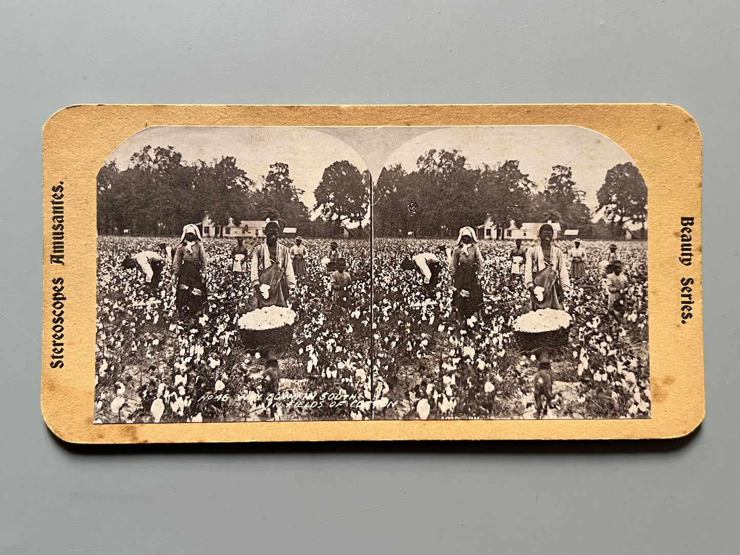 Campo de algodón del sur de los Estados Unidos, fotografía estereoscópica - Estereoscopes amusantes, ca. 1900