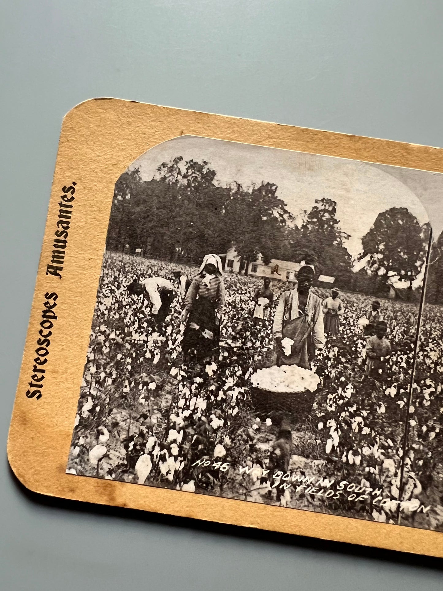 Campo de algodón del sur de los Estados Unidos, fotografía estereoscópica - Estereoscopes amusantes, ca. 1900