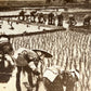 Plantadores de arroz trabajando, fotografía estereoscópica de Japón - Keyston View Company, ca. 1904