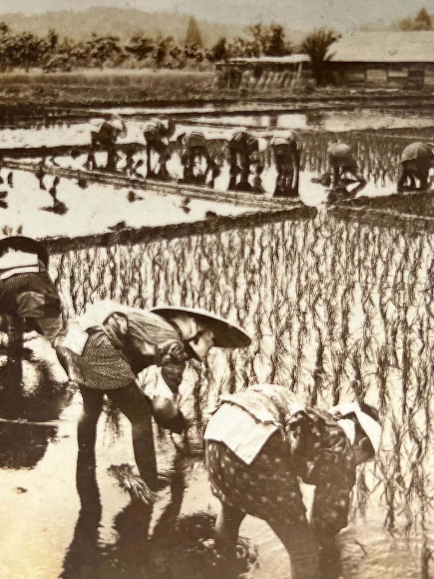 Plantadores de arroz trabajando, fotografía estereoscópica de Japón - Keyston View Company, ca. 1904